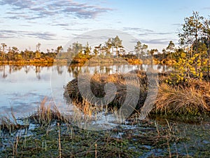 Nice landscape with evening and sunset over the bog lake, crystal clear lake and peat island in the lake and bog vegetation, bog