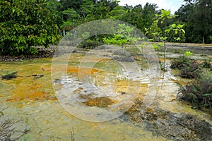 Nice landscape with water coming out of the forest