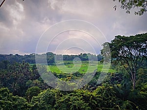 A nice lanscape of bongkasa ricefield