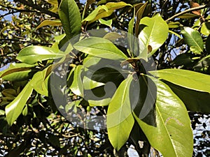 Nice leaves on the tree in the beautiful sunny day photo