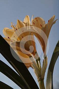 Nice lemon color flower. Clivia Citrin Miniata.