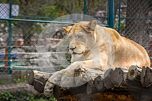 Nice lion in the zoo