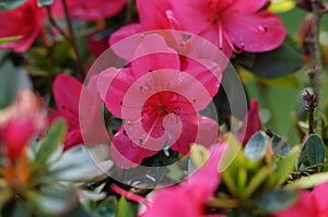 Nice little flowers pink rose darkened - Front view