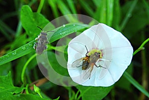 Beautiful fly and bug on white flower , Lithuania