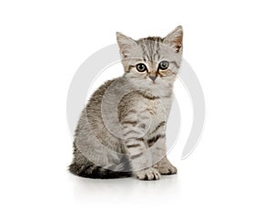Nice little grey kitten sitting on white background