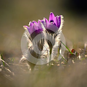 Nice little purple flower in the spring. Beautiful nature background for spring time on the meadow. Pasqueflower flower (