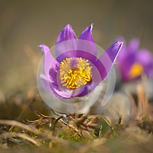 Nice little purple flower in the spring. Beautiful nature background for spring time on the meadow. Pasqueflower flower