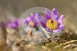 Nice little purple flower in the spring. Beautiful nature background for spring time on the meadow. Pasqueflower flower