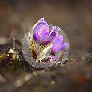 Nice little purple flower in the spring. Beautiful nature background for spring time on the meadow. Pasqueflower flower