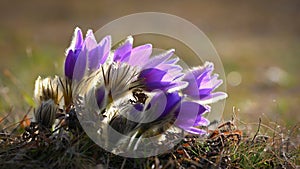 Nice little purple flower in the spring. Beautiful nature background for spring time on the meadow. Pasqueflower flower