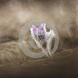 Nice little purple flower in the spring rain. Beautiful nature background for spring time on the meadow. Pasqueflower flower