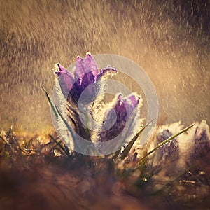 Nice little purple flower in the spring rain. Beautiful nature background for spring time on the meadow. Pasqueflower flower