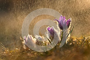 Nice little purple flower in the spring rain. Beautiful nature background for spring time on the meadow. Pasqueflower flower