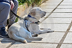 Nice little white blind dog n the walk