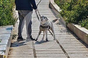 Nice little white blind dog n the walk