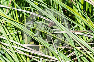 Nice lizard at the grass