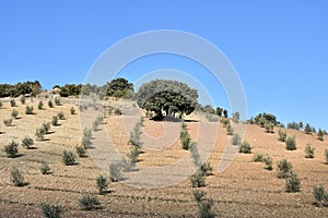 Nice lonely oak among the young olive trees