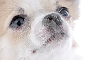 nice looking chihuahua portrait close-up photo