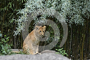 A nice looking  little lion in a zoo