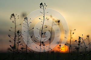 Nice looking plants with sunset on background