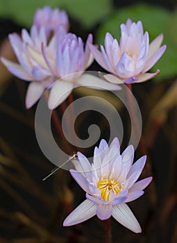 Nice lotus flower in pond