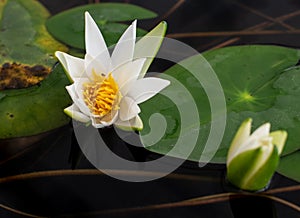 Nice lotus flower in pond