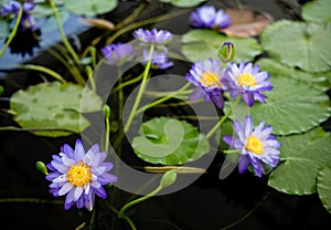 Nice lotus flower in pond