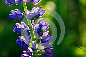 Nice Lupine Flower