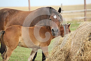 Nice mare with its foal