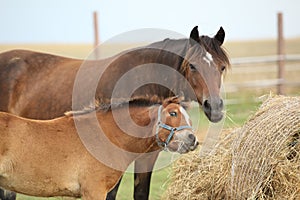 Nice mare with its foal