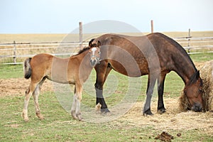 Nice mare with its foal