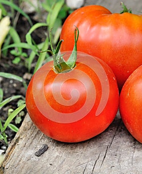 A nice meaty tomato