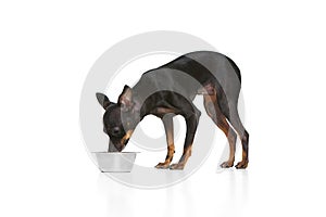 Nice miniature Pinscher standing near dog's bowl and yummys isolated over white background. Canine food