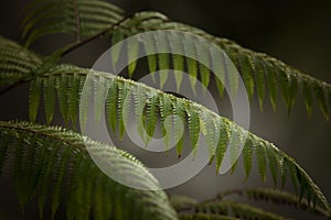 nice mist green tropical jungle