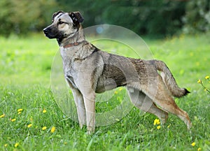 Nice mongrel dog standing outdoors