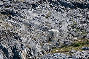 a nice mountain goat at the Glacier Bay, Alaska
