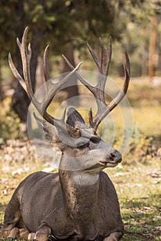 Nice Mule Deer Buck Bedded