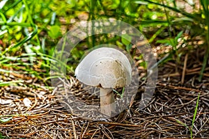 Nice mushroom appears in a garden photo