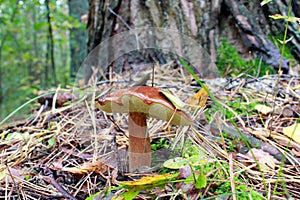 Nice mushroom of Suillus under the tree