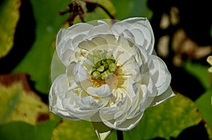 Nice natural white flower photo