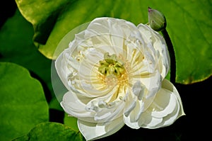 Nice natural white flower photo