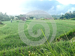 Nice nature panorama agriculture lansdcape