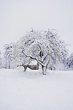 Vecchio comune casa medio da bellissimo molto da bianco la neve un alberi 