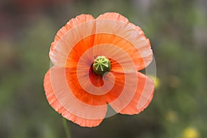 Nice orange flower