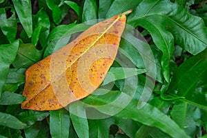 A nice orange leaf all alone amidst the dark green shrubbery. It`s a concept as if the crowd envelopes the individual in all it`s