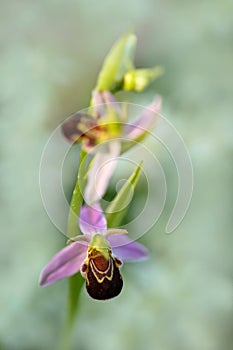 Nice orchid bloom. Bee Orchid, Ophrys apifera, flowering European terrestrial wild orchid, nature habitat, detail of two beautiful