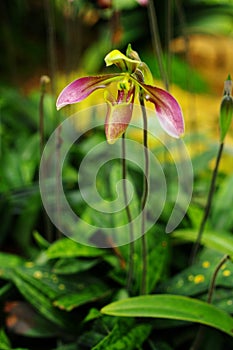 Nice Orchid, Paphiopedilum villosum