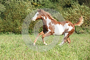 Nice paint horse foal running in autumn