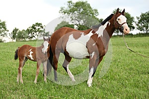 Nice Paint horse mare with filly