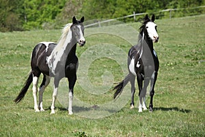 Nice paint horses on pasturage